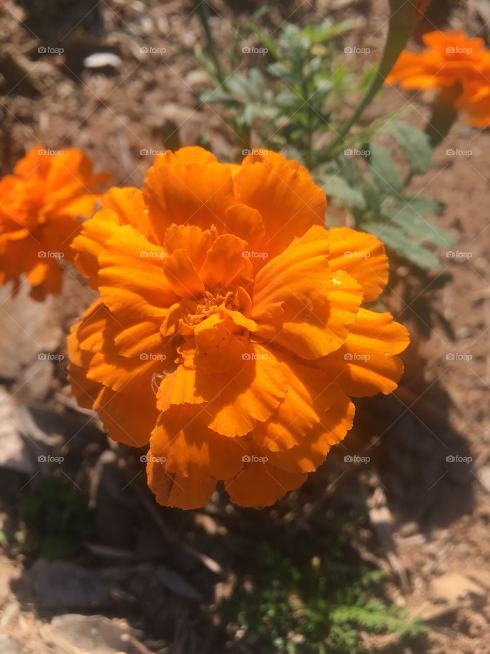 Flores do nosso jardim, para colorir e alegrar nosso dia. Viva a natureza e a beleza gratuita da Mãe Terra! 🇧🇷/ Flowers of our garden, to color and brighten our day. Live the nature and free beauty of Mother Earth! 🇺🇸