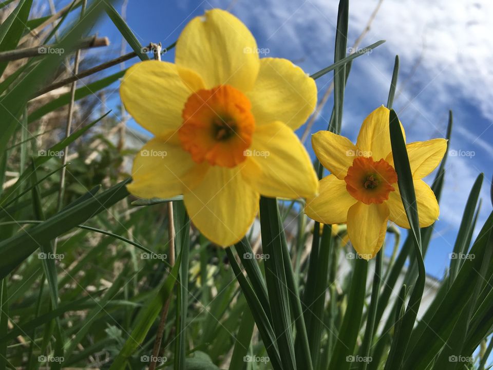 Daffodils brighten this cool day