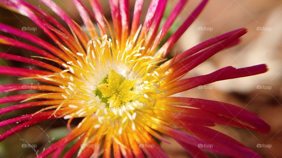 Macro Delosperma Wheels of Wonder