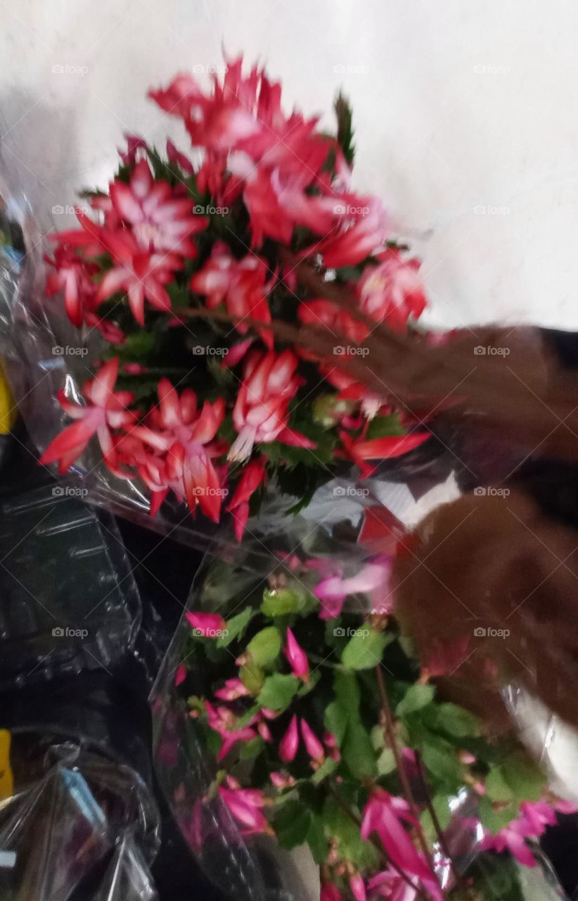 Flor de Maio ou Schumbergera, planta ornamental,  que encanta com suas belas flores , com tons  vibrantes  e variadas.  Originária das florestas tropicais do Brasil, essa planta se adaptou  bem a diversos climas e, é cultivada em todo o mundo