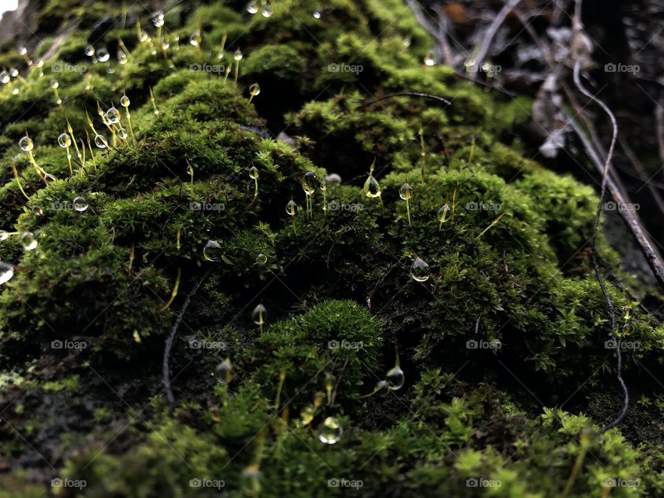 rain drops on green moss, close-up, macro, rainy weather, wet