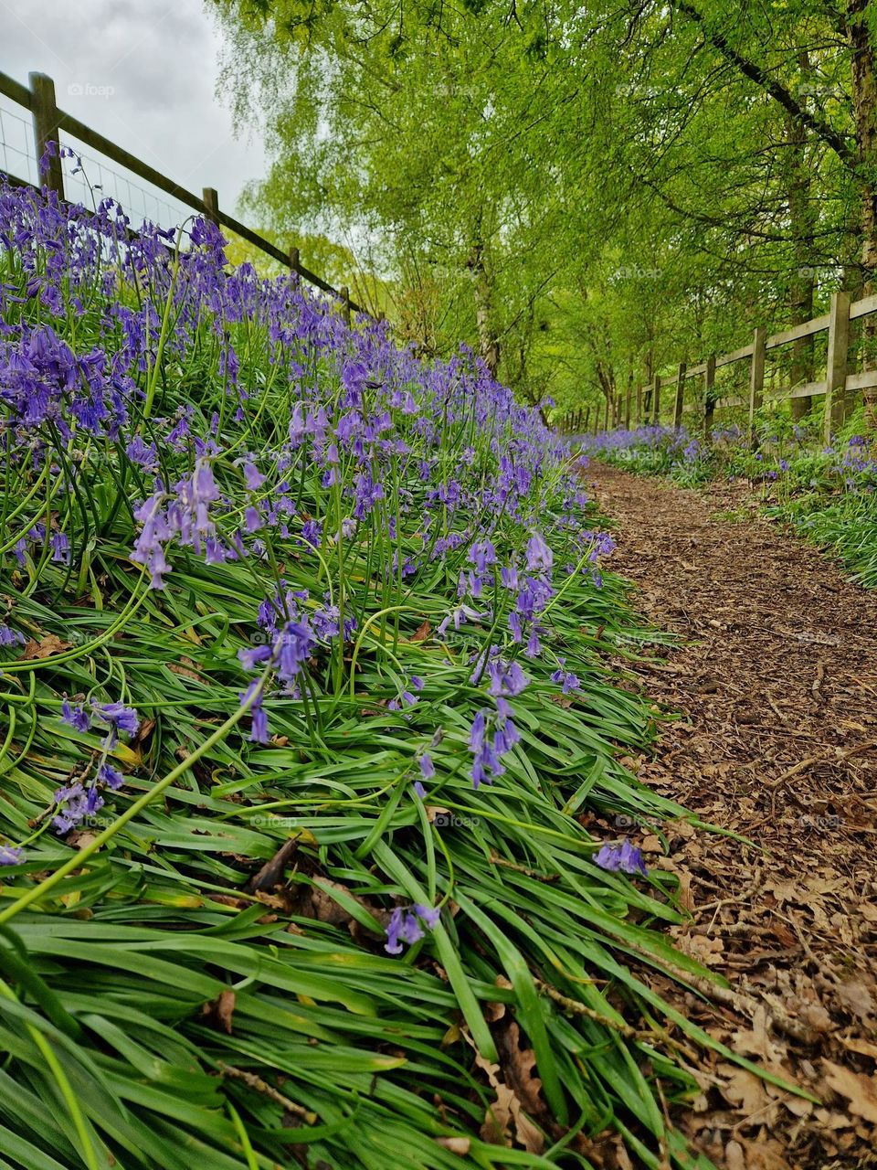 Woodland scene with bluebells