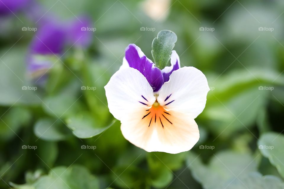 Close-up of flower