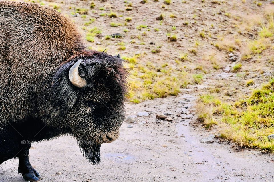 The famous Buffalo in Wyoming 
