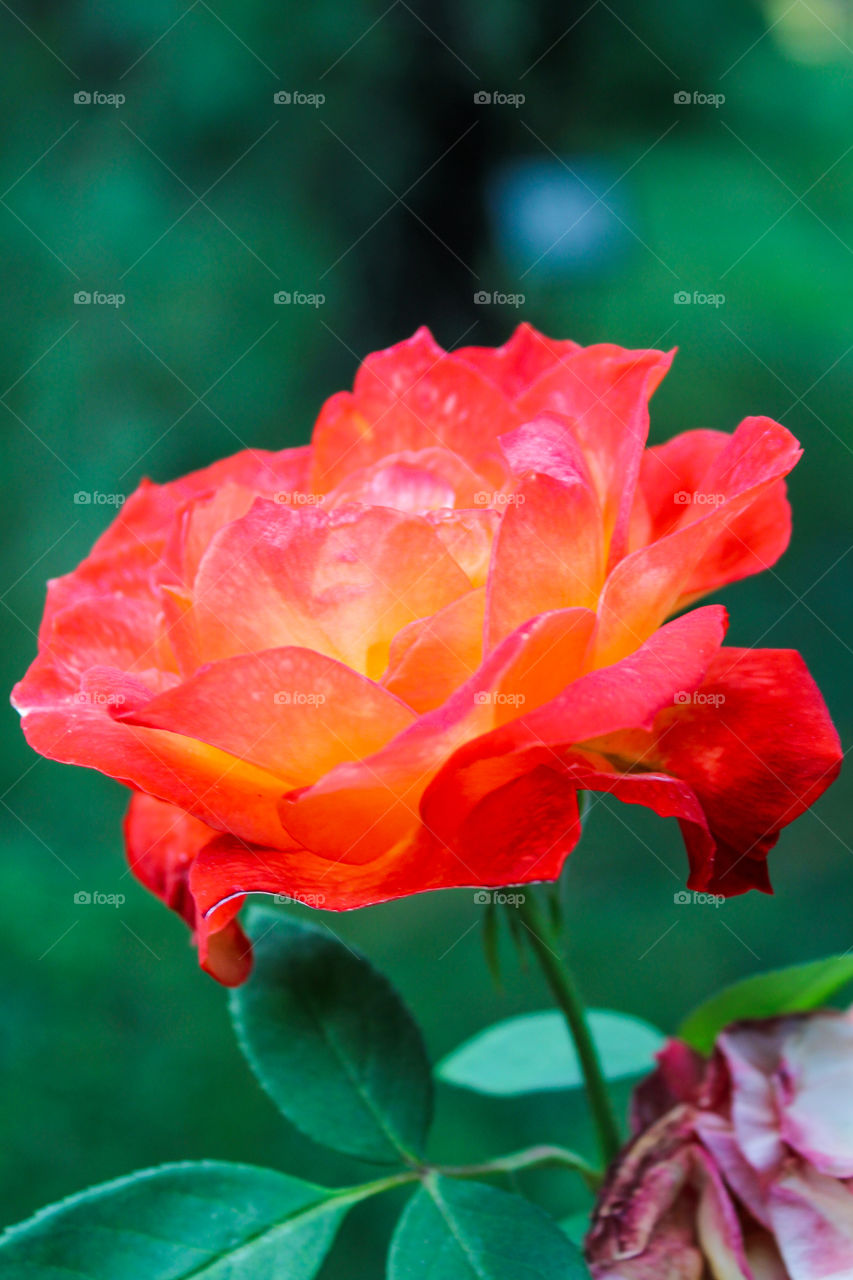 Orange Rose