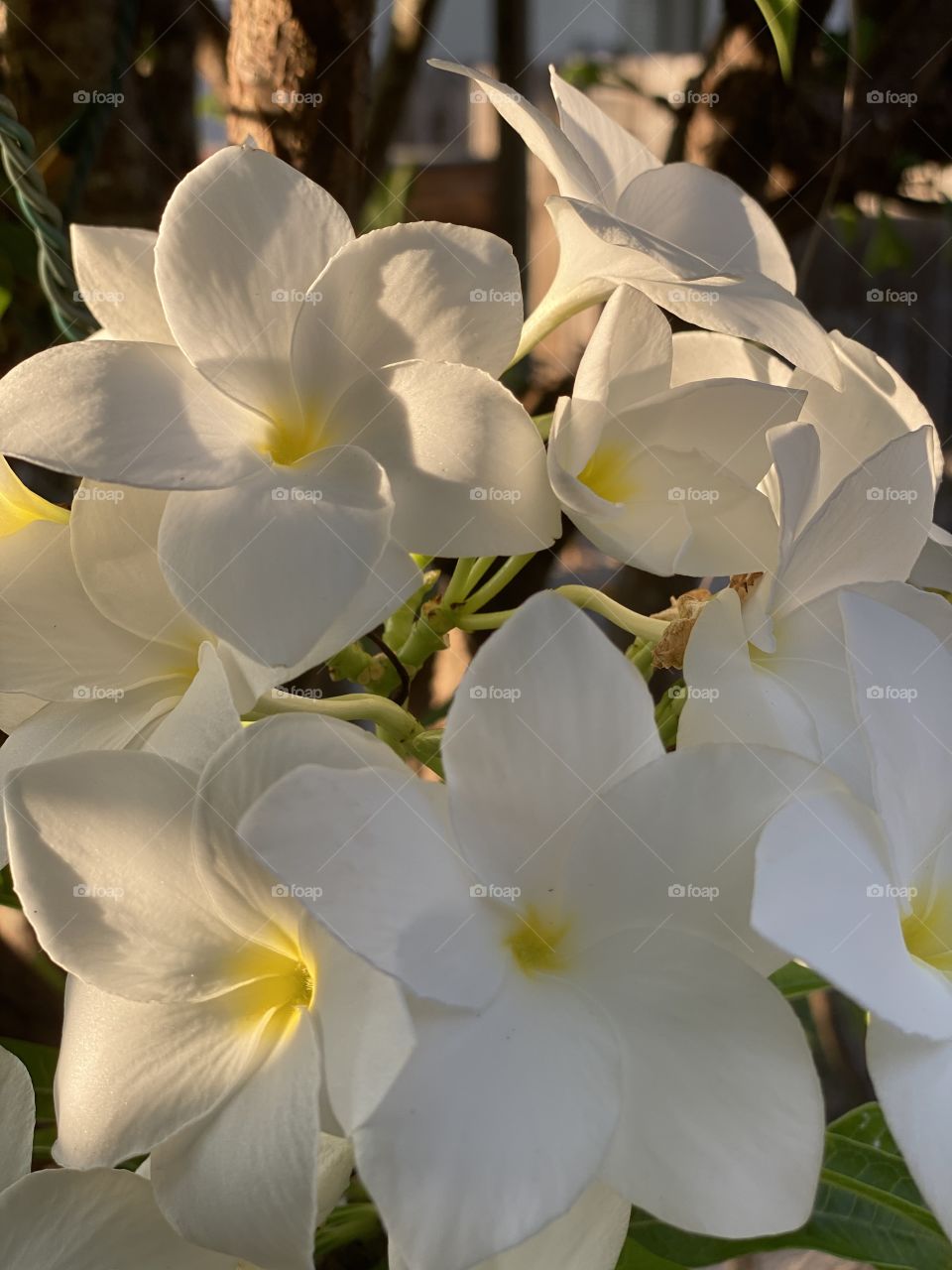 White plumeria with the sun setting light
