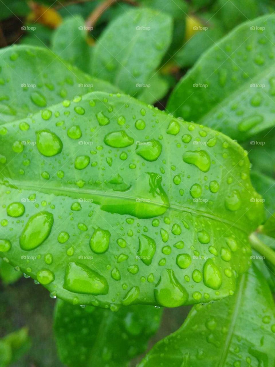 green leaves and water drop