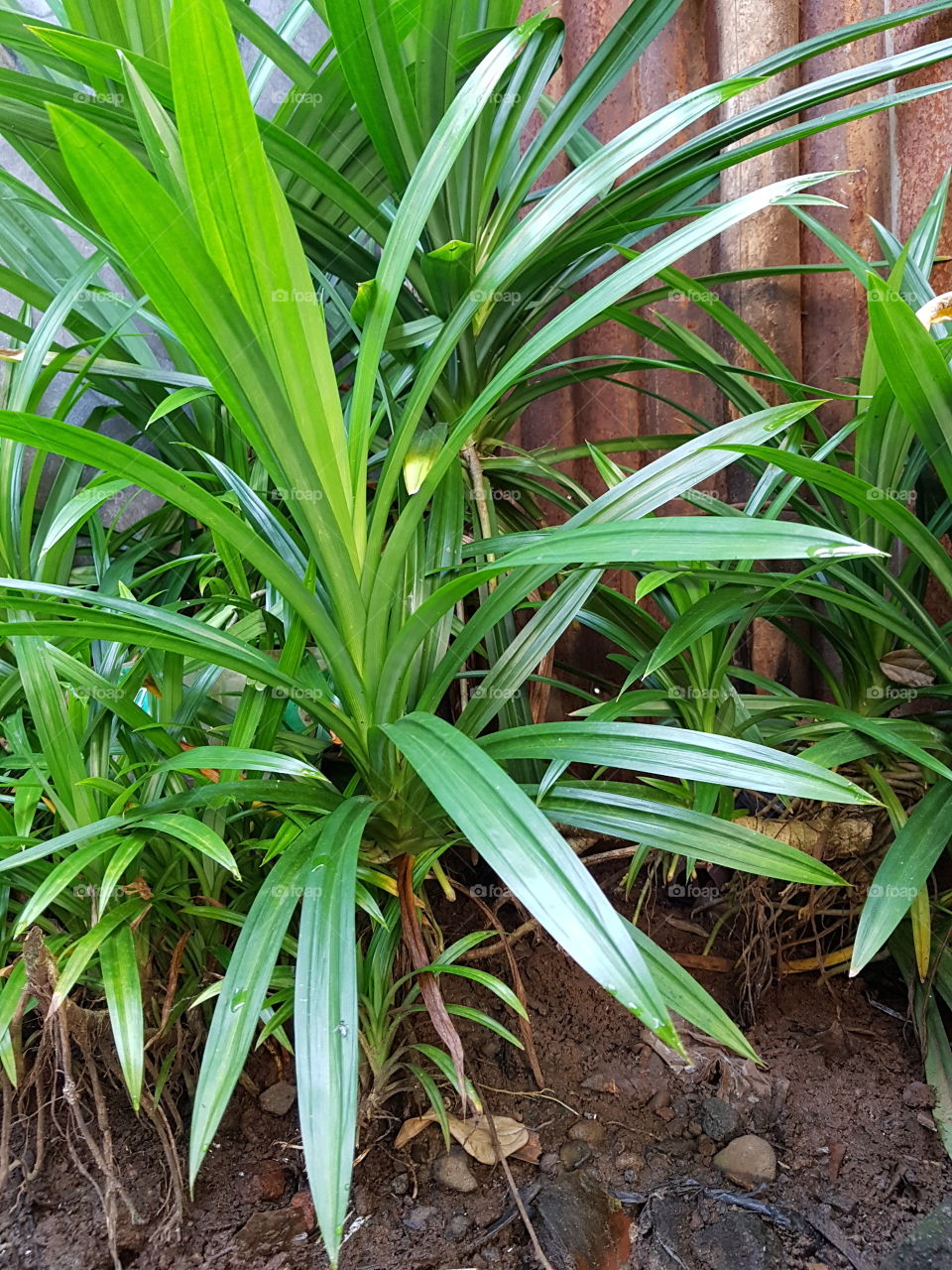 Pandanus amaryllifolius