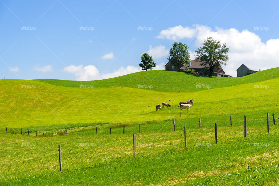 Sunny saturated green field and blue sky in a peaceful bright day in the Appenzel Switzerland. On top of the hill there is a house and farm and few threes as well. Some cows are peacefully eating some grass. A fence trace a line on the foreground.