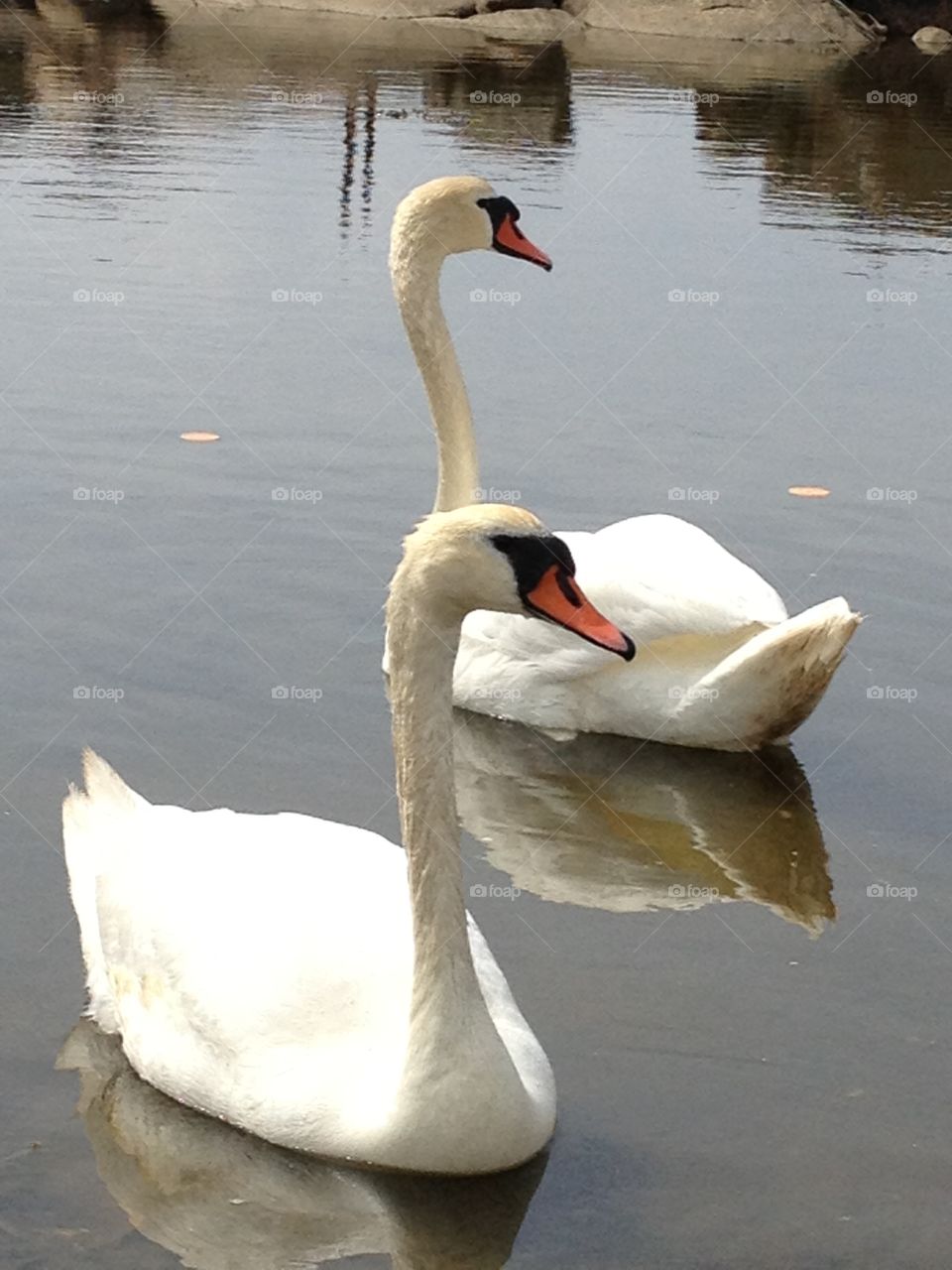 Swans