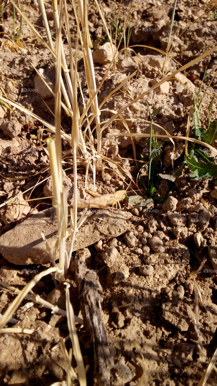 طبيعة خلابة حيوان الجرد