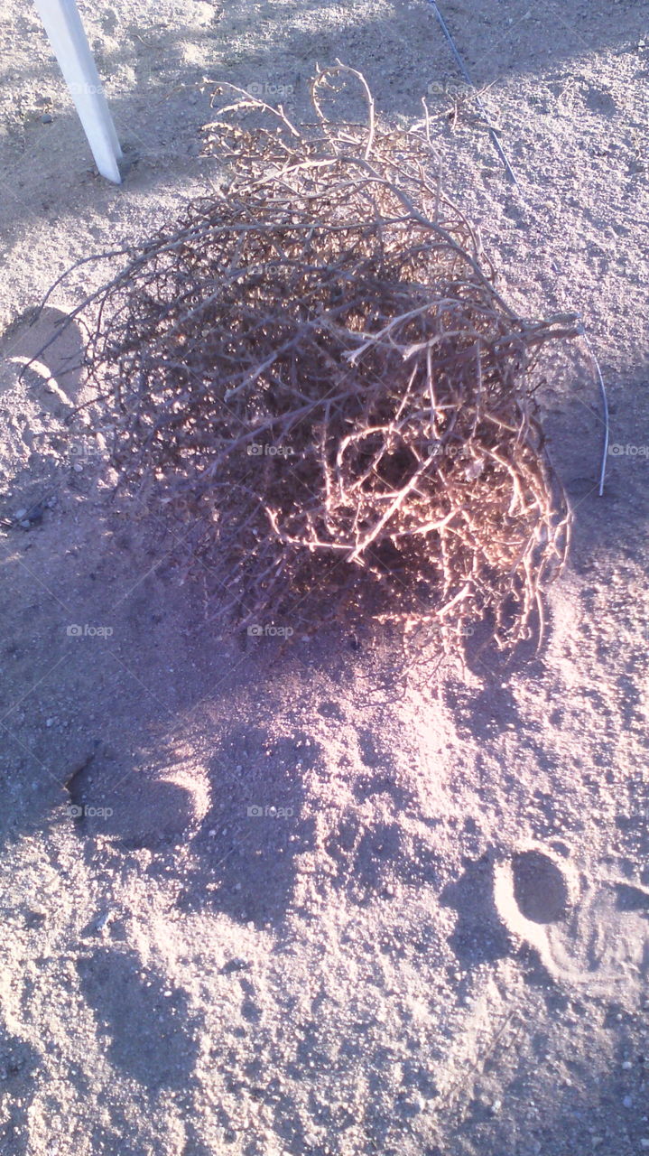 tumbleweed. I found this tumbleweed or as we like to call them out here in the desert sticker bushes,in my backyard.