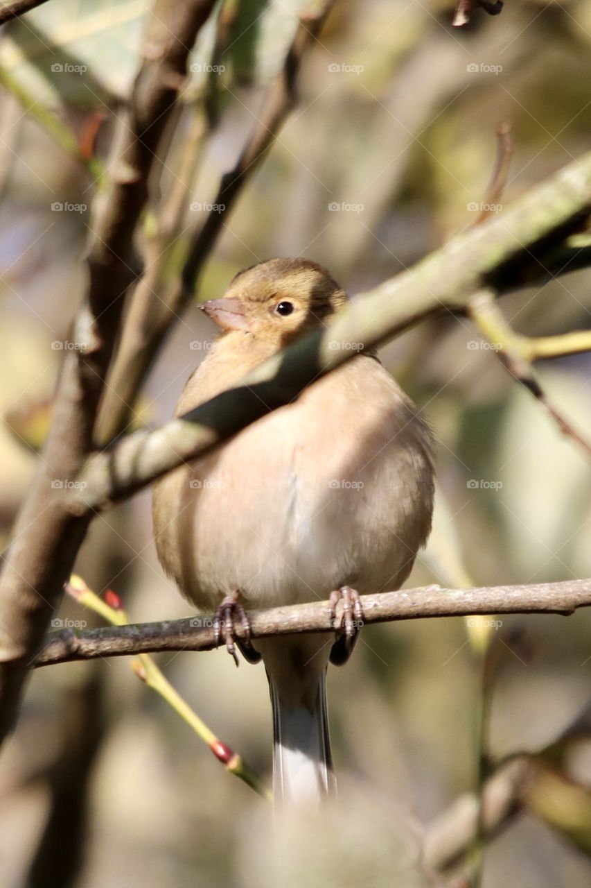 Chaffinch 