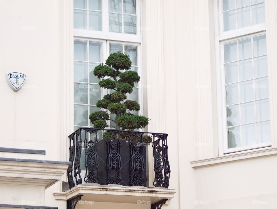 Blanco y verde. Blanco y verde