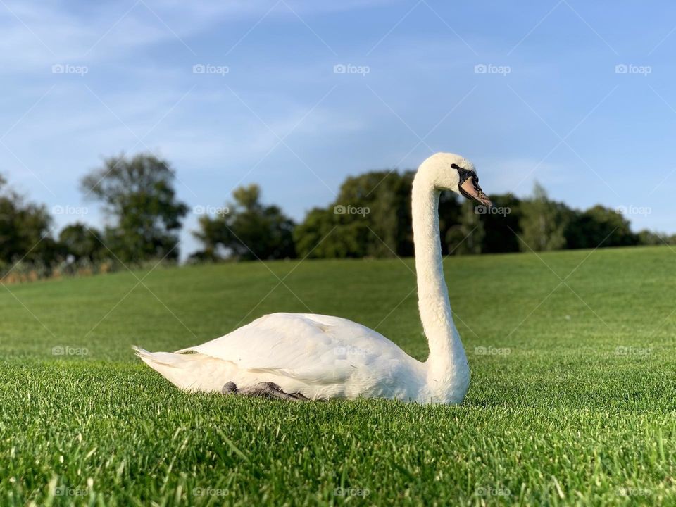 Simple,beautiful and elegant bird 
