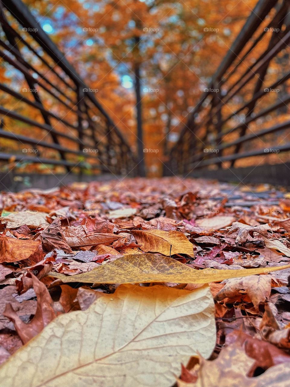 Colorful leaves on a bridge in a forest, walking in the forest in the fall time, autumn in the Midwest, colorful leaves on the ground, low camera perspective shot, low shot of the colorful leaves
