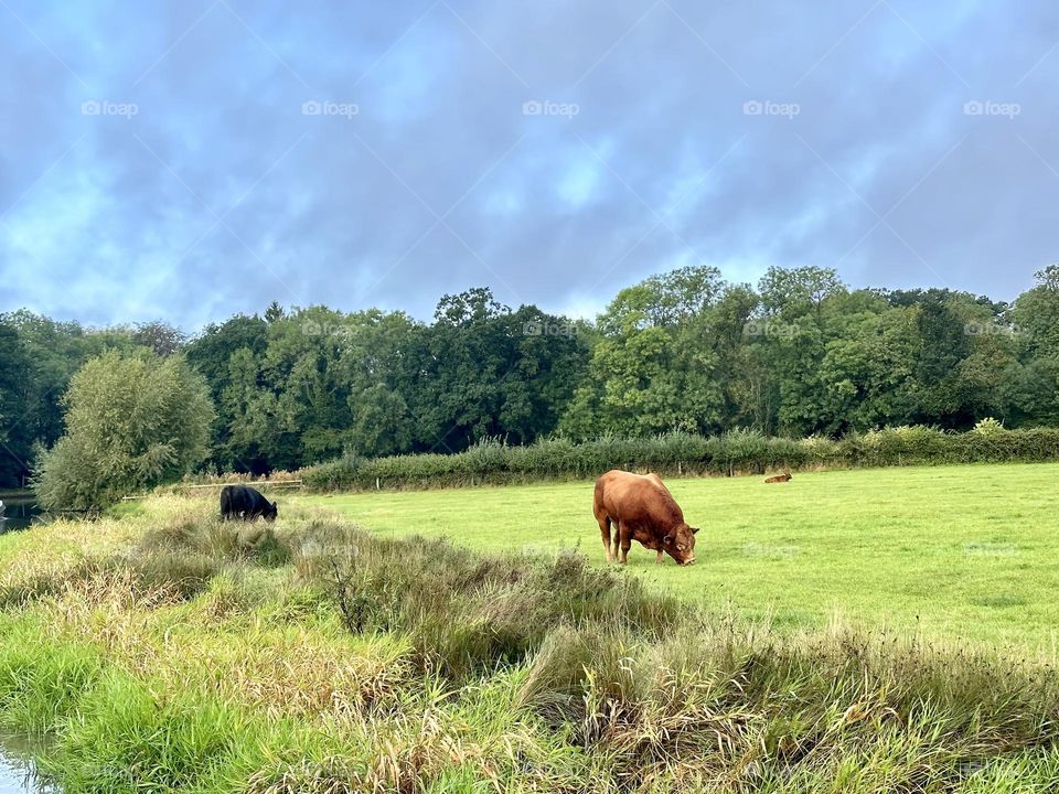 Bull cow and calf grazing in lush green field along Oxford canal in England countryside farm animals bovine family cool sky clouds sunny late summer weather