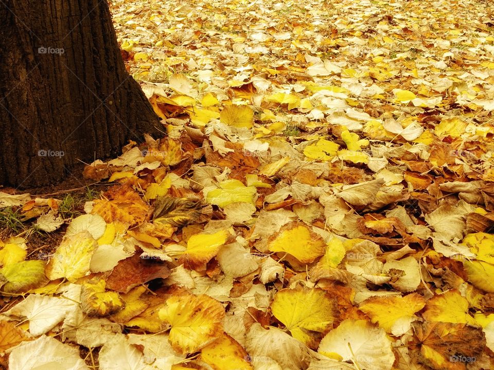 It will be that autumn comes