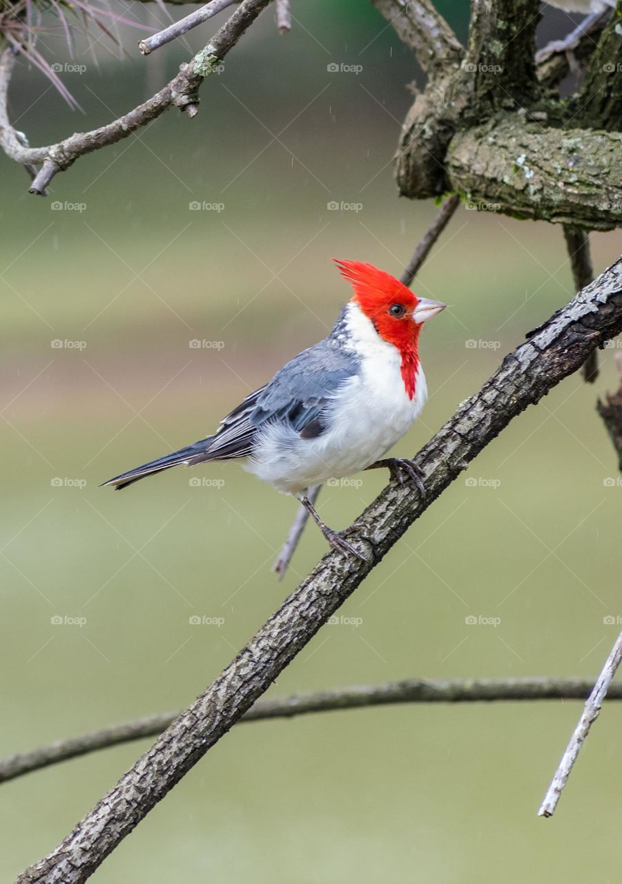 Red head bird