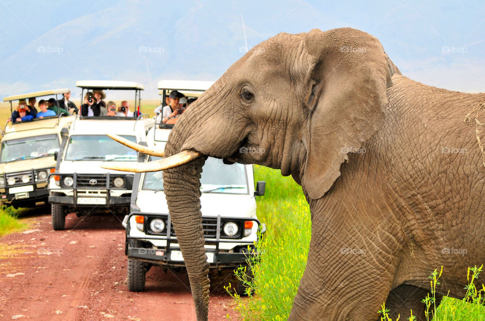 danger elephant africa safari by sgkraus