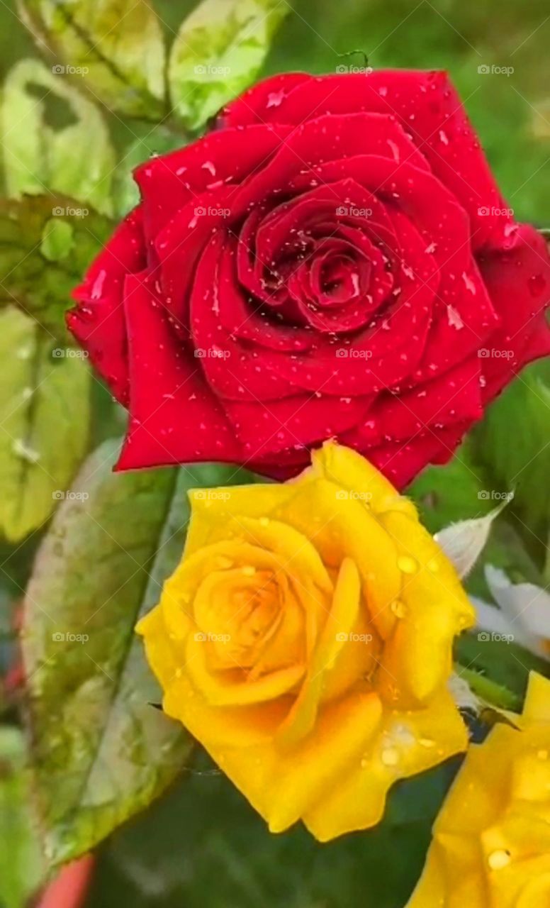 A beautiful and wonderful red and yellow rose