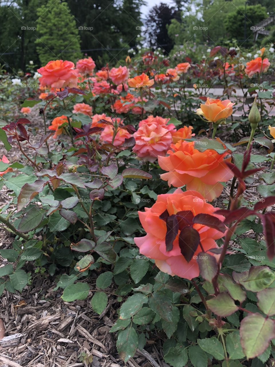 A stunning and vibrant bushel of sunset colored flowers. Picture taken at the rose garden in Colonial Park in Somerset, NJ. 