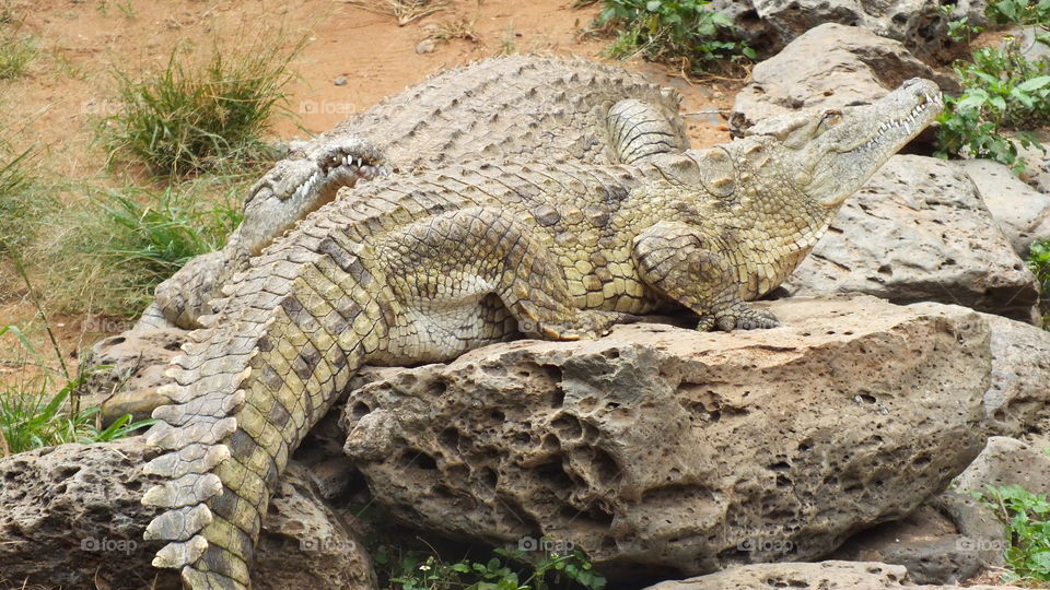 Crocodiles basking