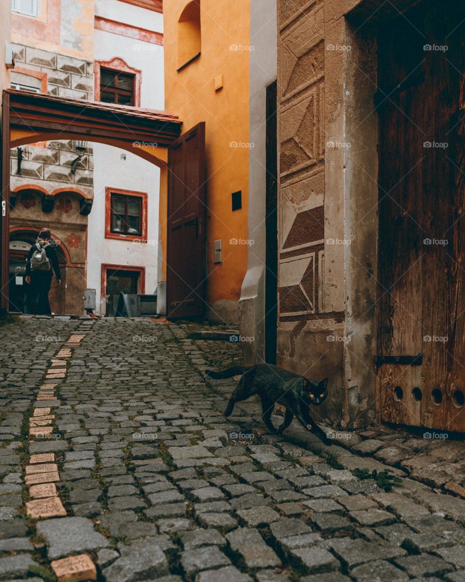 A black cat out in the streets