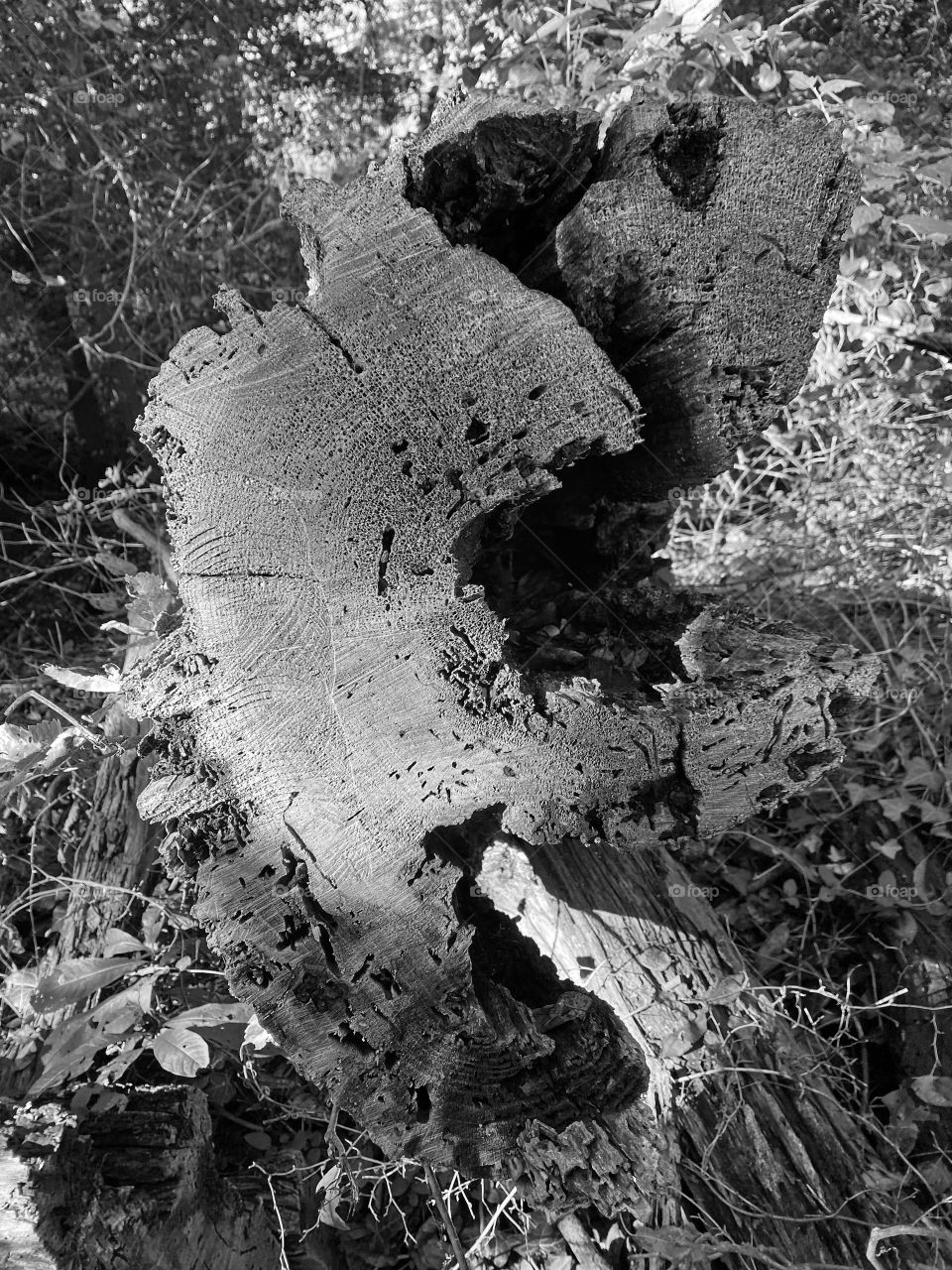 Rotten tree along the river, Patuxent Maryland