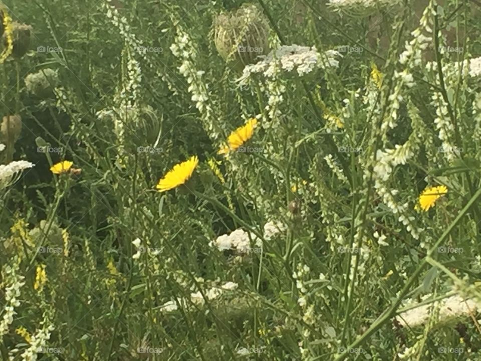 Wildflowers