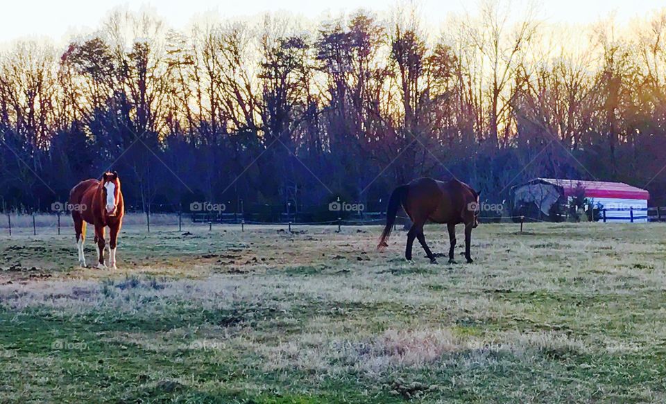 Horses in Field