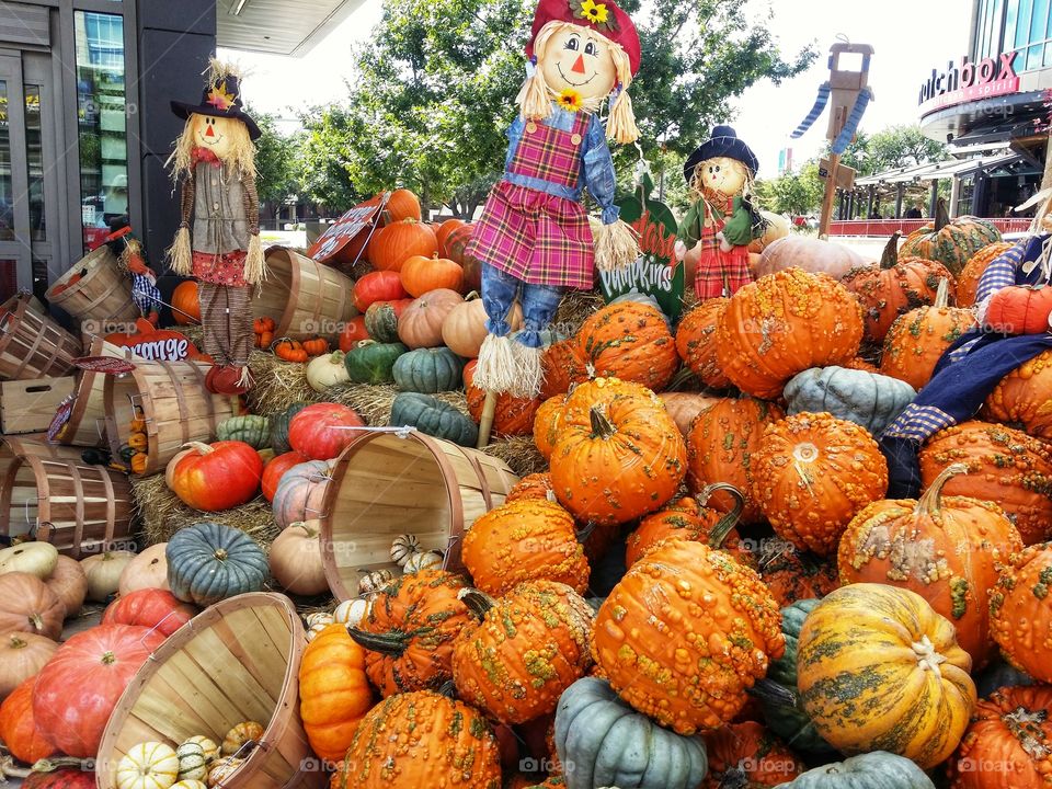 Halloween fall thanksgiving fantasy regular mini pumpkins in orange green blue yellow scarecrow for sale city market country farm