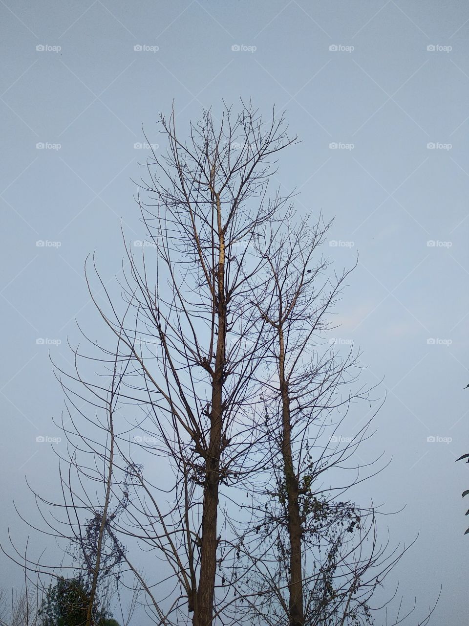 nature,environment,wood,branch,tree,nature,sky,silhouette,landscape,fog,cold,frost