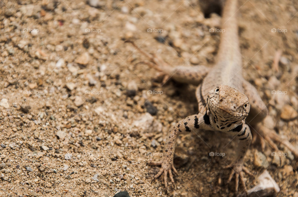 Small brown lizard on sand