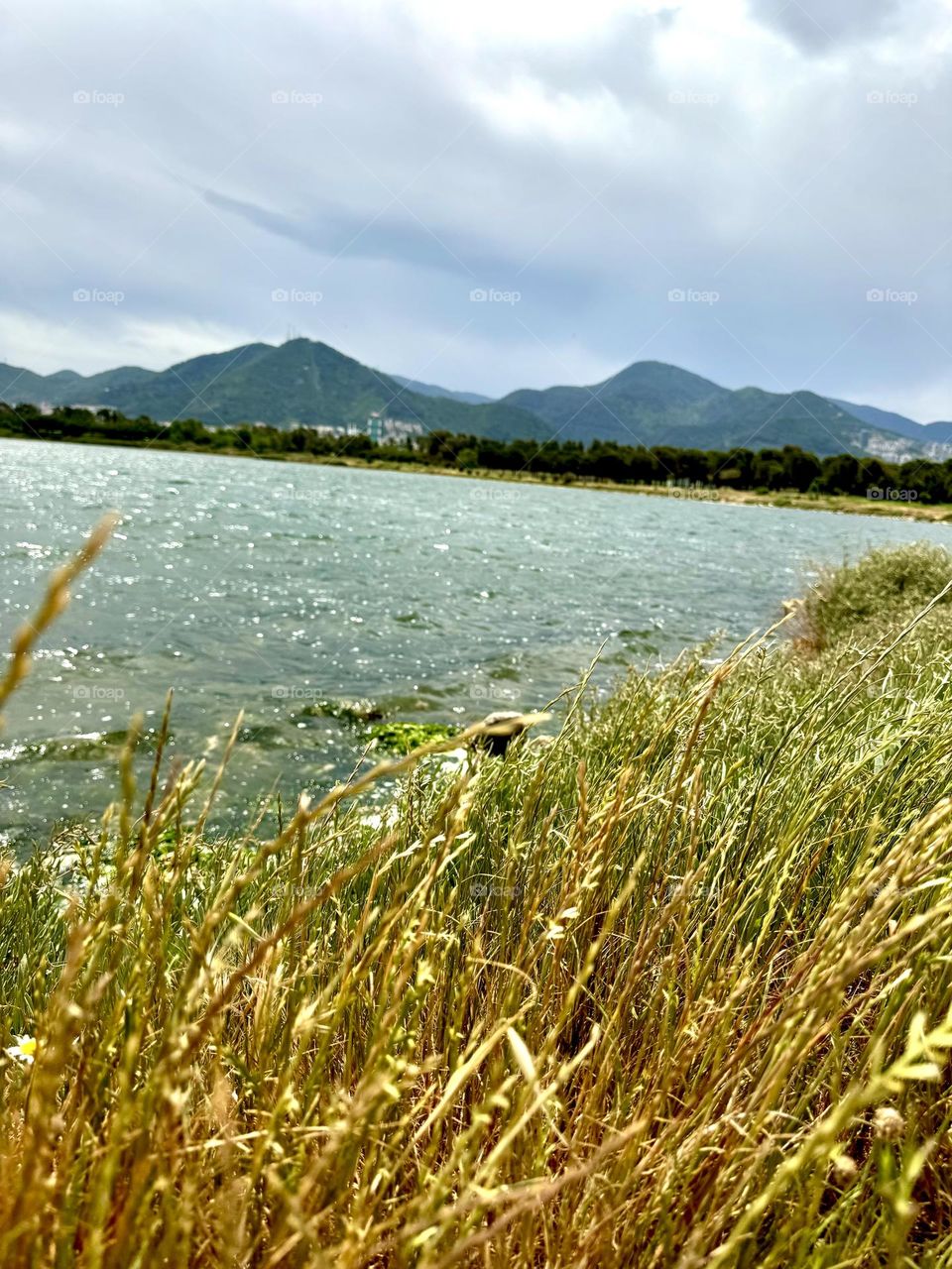 Золотая трава на берегу моря 