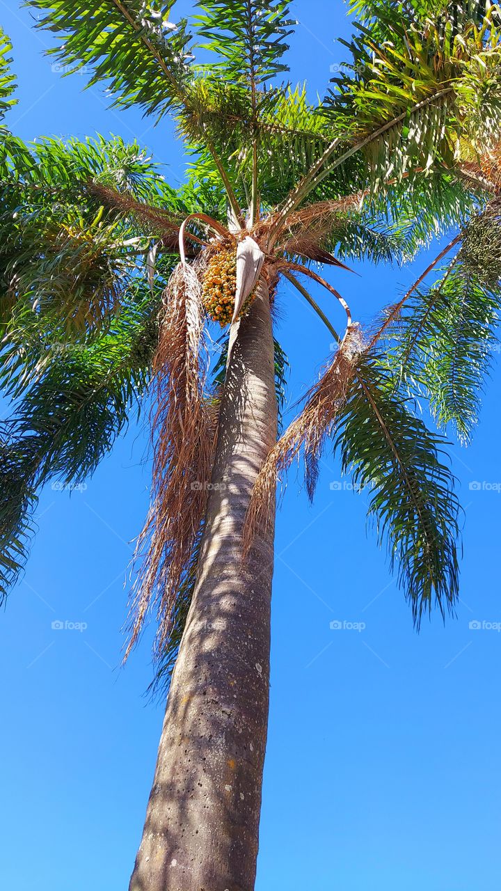 Palmeira imperial, linda árvore que está em extinção.