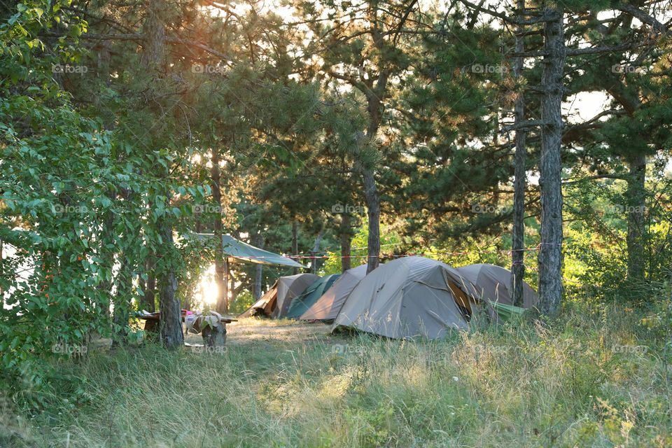 Tent camping in summer fores. evening time