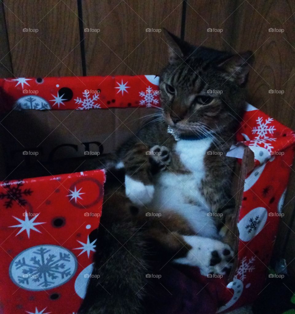 ~Kitty As a Christmas Gift~
