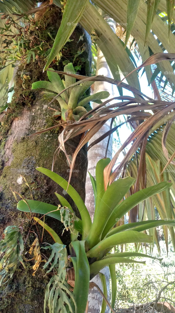 TRONCO COM BROMÉLIAS