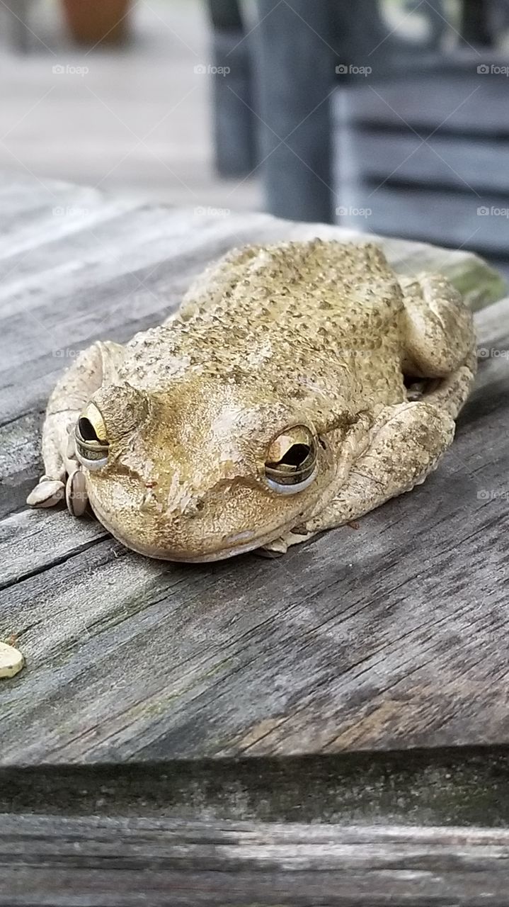 Big eyed frog