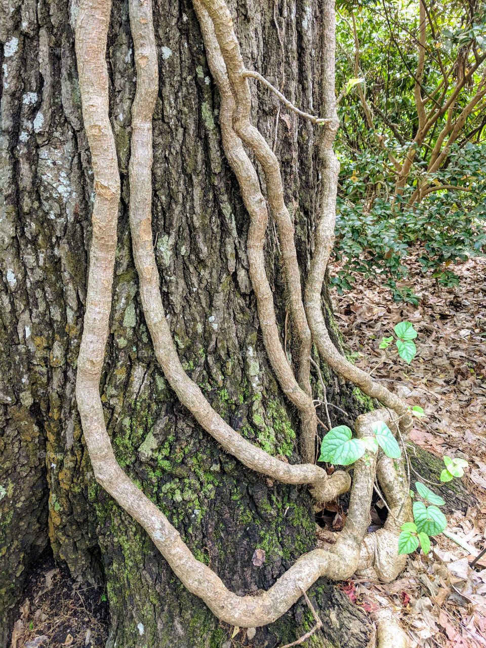 Vine climbing up a tree