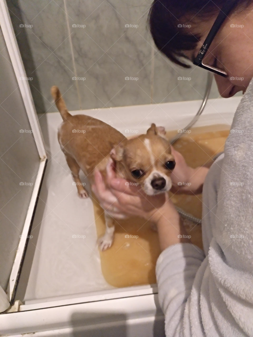 chihuahua en la ducha