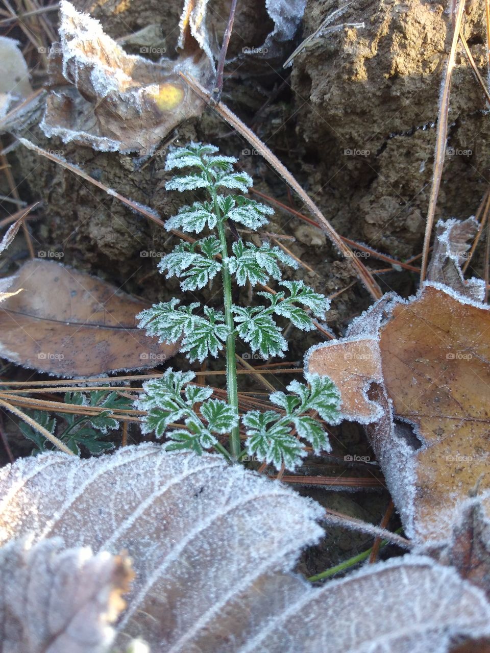 first frost fern