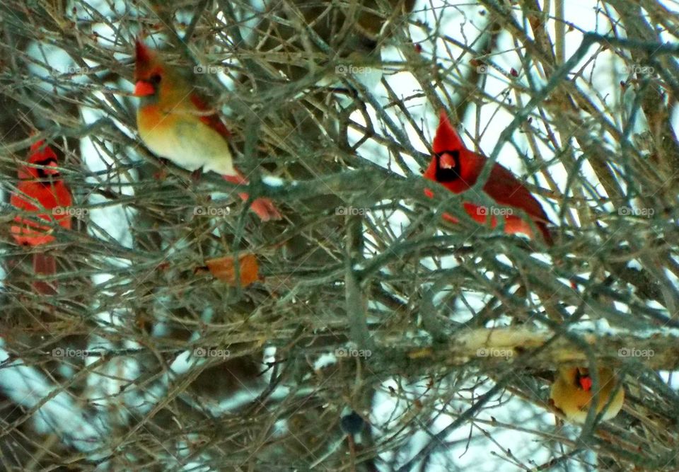 Birds in our trees