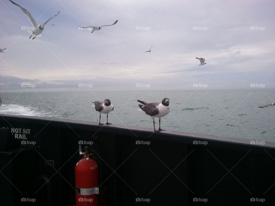 Seagulls