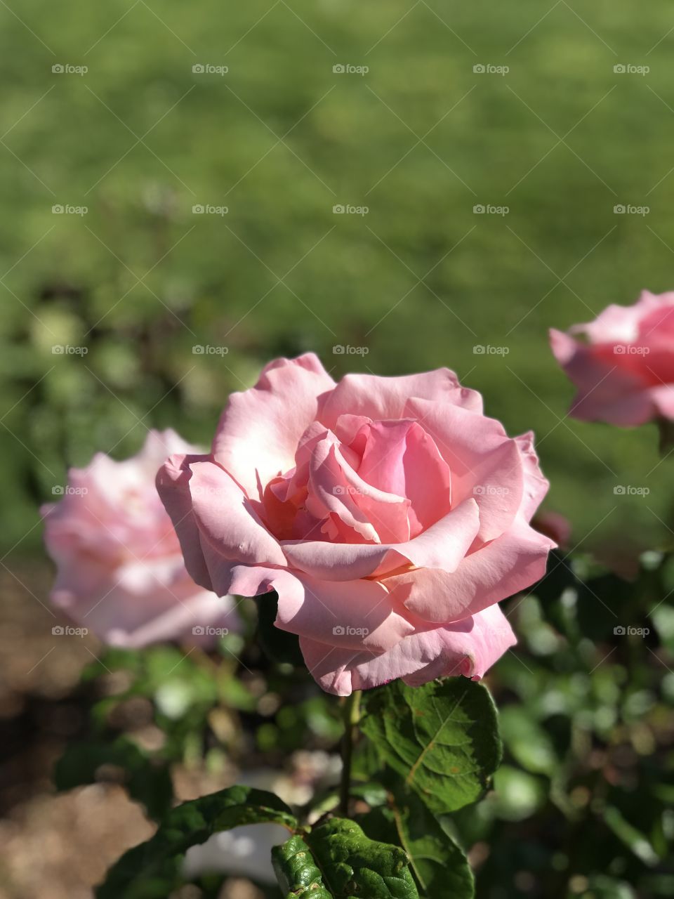 Luscious pink roses at Cascade Locks 