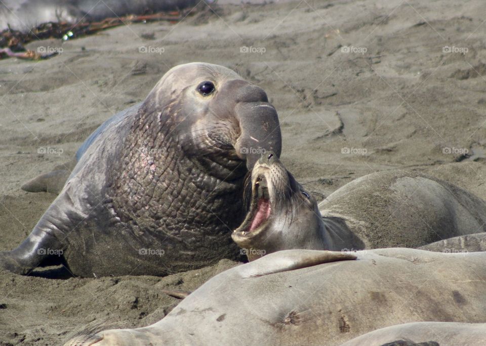 Elephant seals