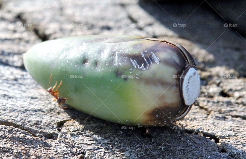 The Ant and the acorn