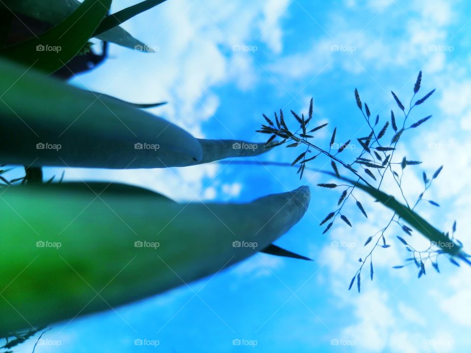 Лук в огороде