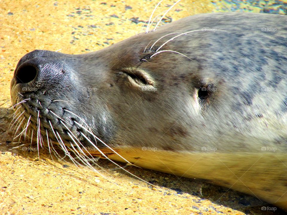 Close-up of sea lion sleeping
